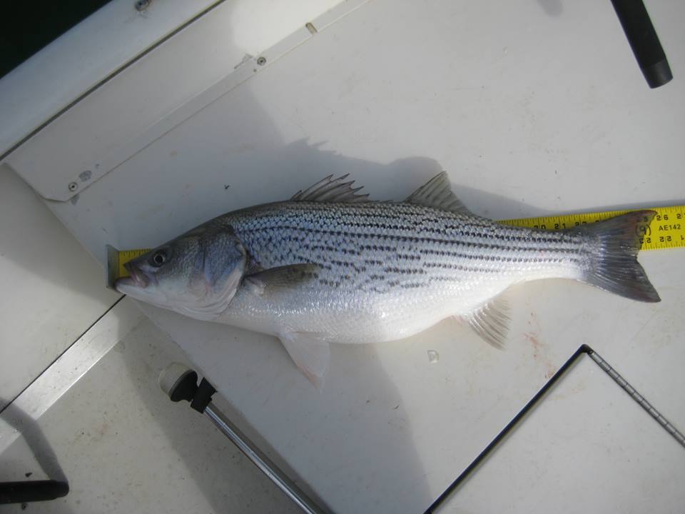 Trophy striped bass, Tennessee striped bass club, striped bass fishing